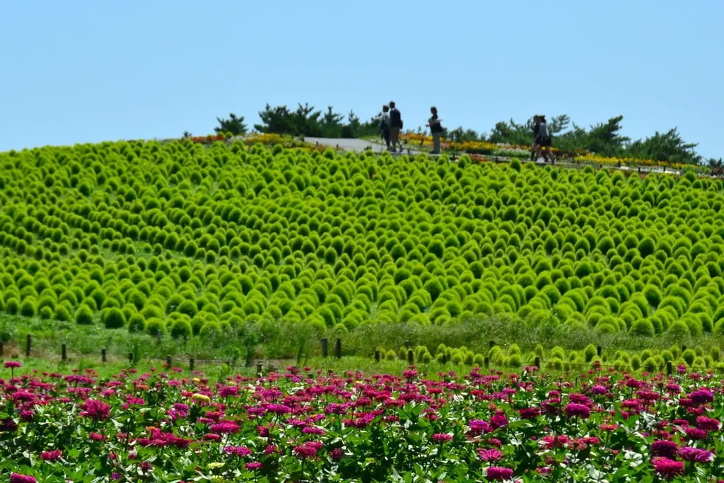 約35万本のジニアが織りなす花風景（国営ひたち海浜公園） 画像 2