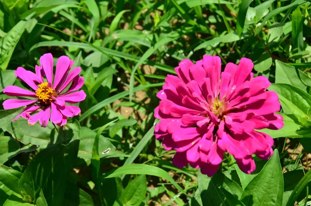 約35万本のジニアが織りなす花風景（国営ひたち海浜公園） 画像 3