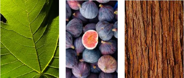 ポルトガル発ボタニカルビューティーブランドBenamôr、香水コレクション「BOTANICAL COLOGNES (ボタニカル コロンズ)」日本新発売 画像 15