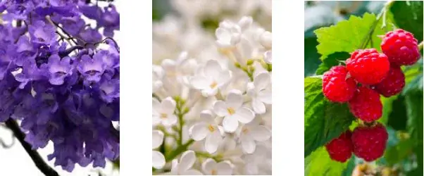 ポルトガル発ボタニカルビューティーブランドBenamôr、香水コレクション「BOTANICAL COLOGNES (ボタニカル コロンズ)」日本新発売 画像 5