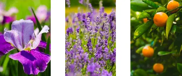 ポルトガル発ボタニカルビューティーブランドBenamôr、香水コレクション「BOTANICAL COLOGNES (ボタニカル コロンズ)」日本新発売 画像 9