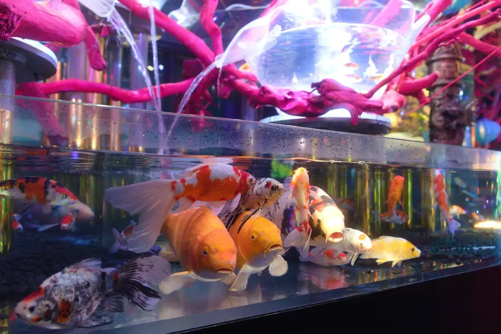 日本の水族館で唯一の評価を得た宮澤雅教の代表作『アク和リウムGA☆KYO』。それは、全作品が購入可能な一点ものの生きたアートの数々。 画像 16