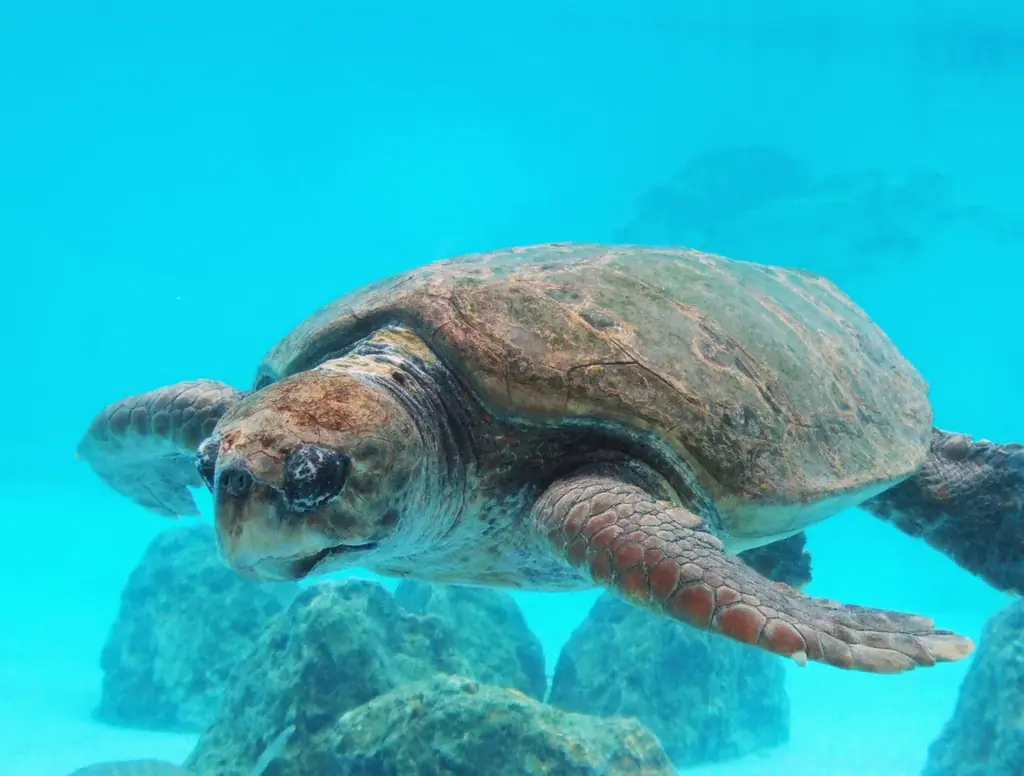 【海洋博公園】8/23（日）　海洋文化館 × 沖縄美ら海水族館　海洋文化講座スペシャルセッション「沖縄のウミガメの生態と太平洋のウミガメ文化」開催 画像 2