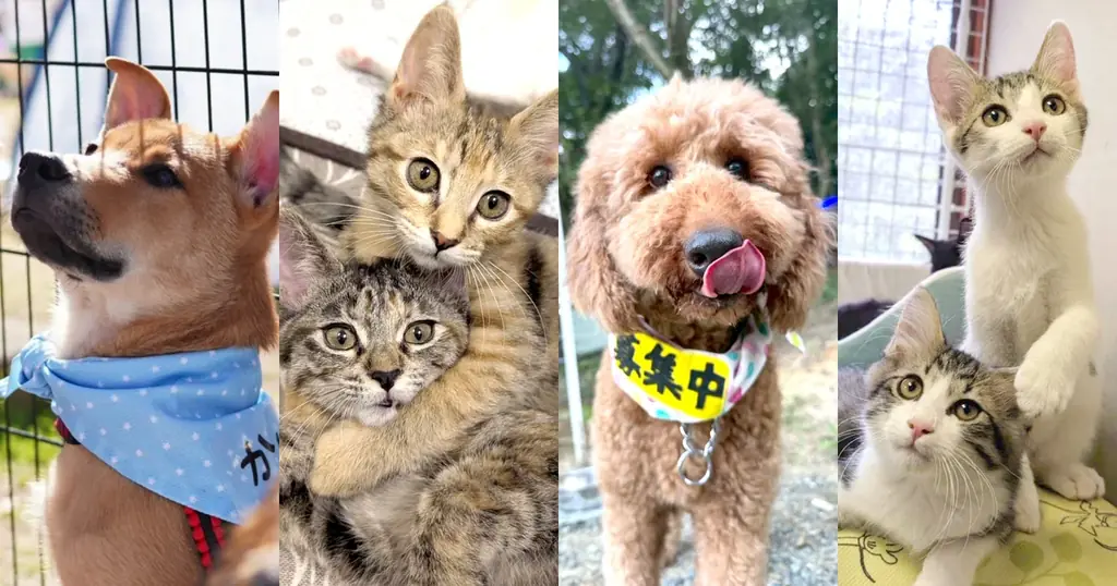 8/29〜8日間『THE CHARITY アートで動物を救う』初開催！保護犬猫譲渡会と70点超の作品展示を原宿にて同時開催！ 画像 4