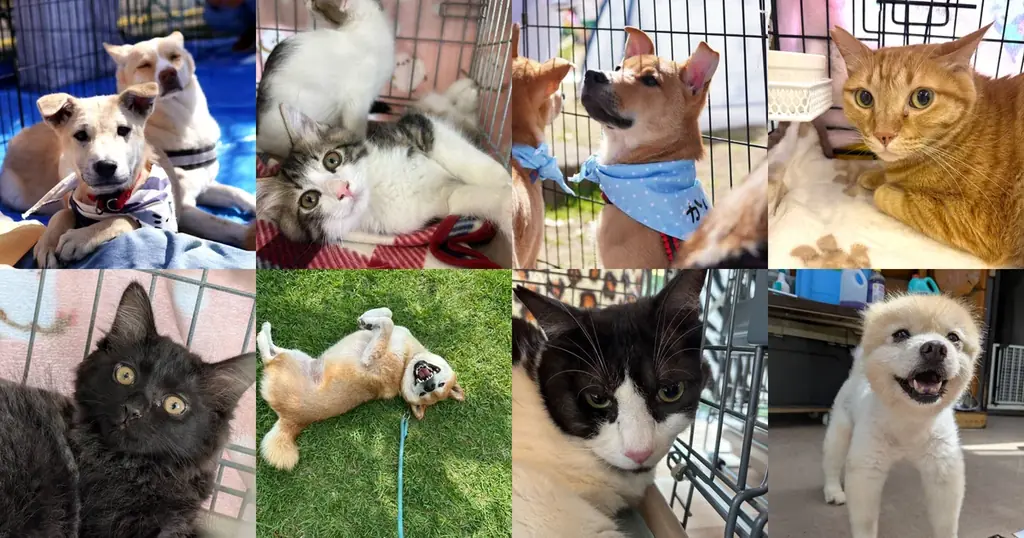 8/29〜8日間『THE CHARITY アートで動物を救う』初開催！保護犬猫譲渡会と70点超の作品展示を原宿にて同時開催！ 画像 6
