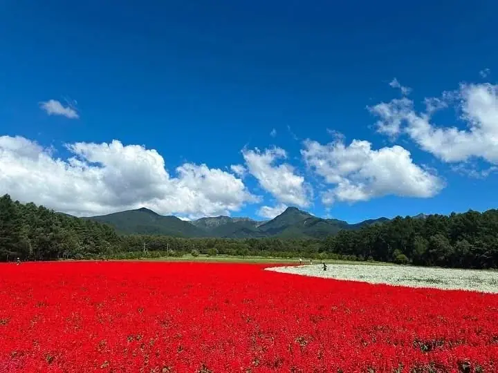 八ヶ岳・YATZ GARDEN、花畑満開で来場1万人突破