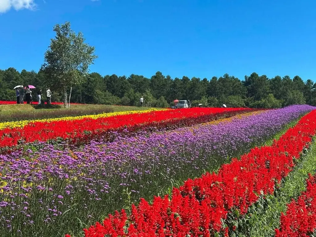 10haの花畑で1日の来場者数が1万人を突破！台風による旅行先変更の駆け込み需要にも対応、涼やかな高原へ【「YATZ GARDEN」（ヤッツガーデン）八ヶ岳農業大学校】 画像 2