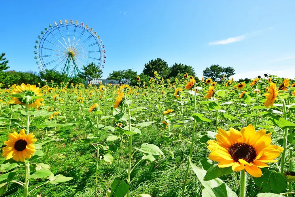 バラエティに富んだヒマワリたち、見頃を迎えました（国営ひたち海浜公園） 画像 1