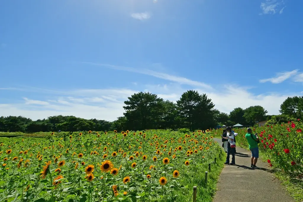 バラエティに富んだヒマワリたち、見頃を迎えました（国営ひたち海浜公園） 画像 2