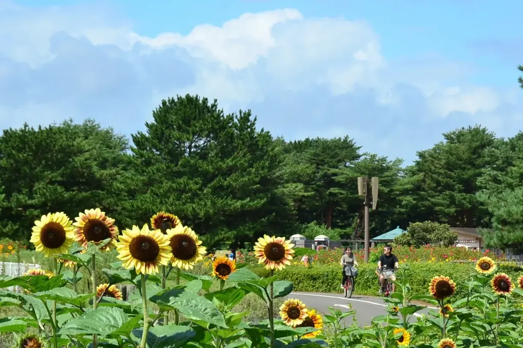 バラエティに富んだヒマワリたち、見頃を迎えました（国営ひたち海浜公園） 画像 3