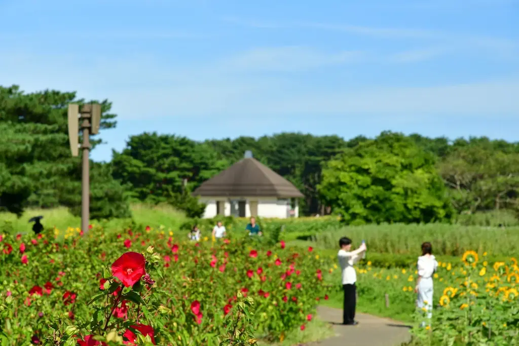 バラエティに富んだヒマワリたち、見頃を迎えました（国営ひたち海浜公園） 画像 8