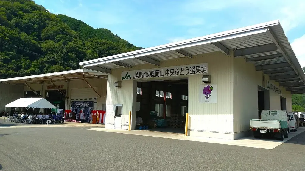 「一粒の極上体験」日本一のピオーネ産地・岡山県びほくエリアのピオーネをご堪能ください！ 画像 10