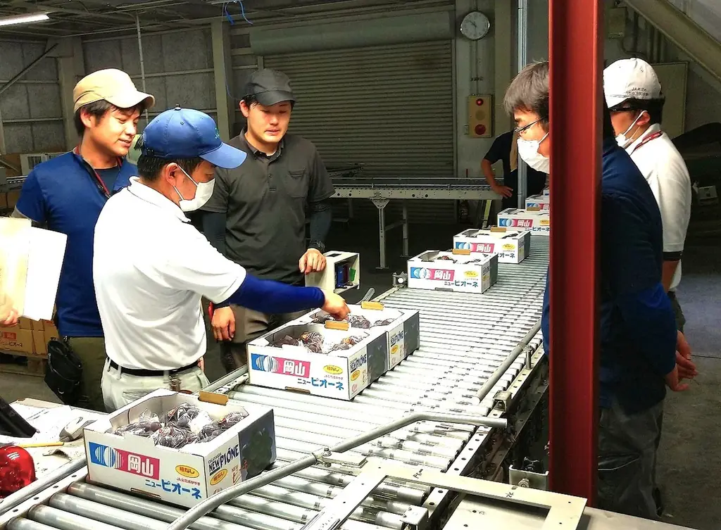「一粒の極上体験」日本一のピオーネ産地・岡山県びほくエリアのピオーネをご堪能ください！ 画像 12