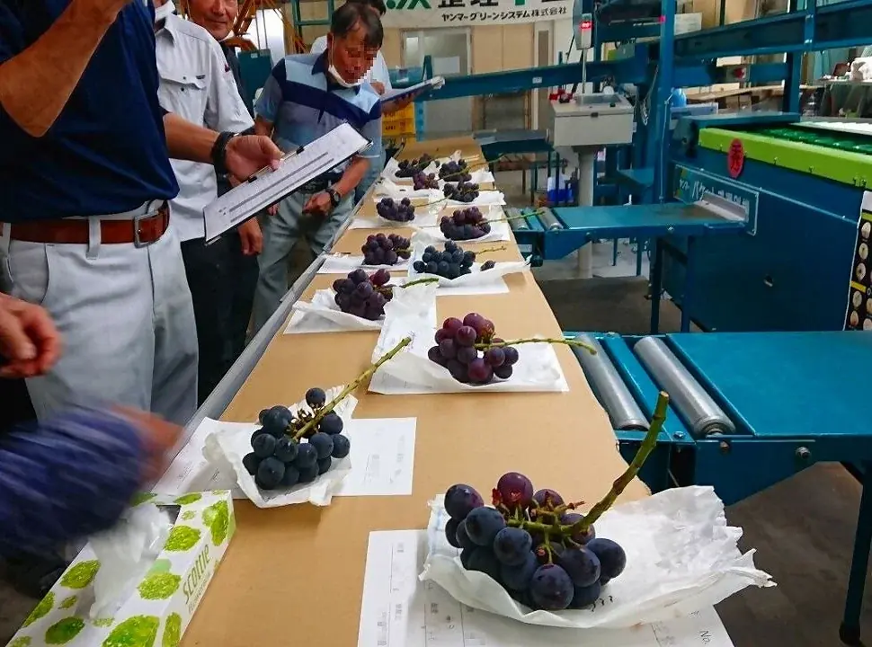 「一粒の極上体験」日本一のピオーネ産地・岡山県びほくエリアのピオーネをご堪能ください！ 画像 5
