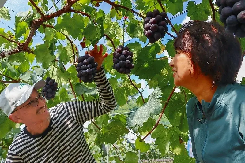 「一粒の極上体験」日本一のピオーネ産地・岡山県びほくエリアのピオーネをご堪能ください！ 画像 7