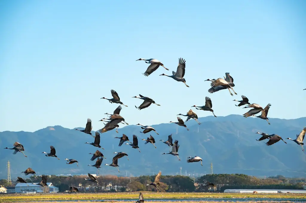 【期間限定】敬老の日向けの返礼品ギフトの特集ページ公開！ 鹿児島県出水市のふるさと納税に登場 画像 7