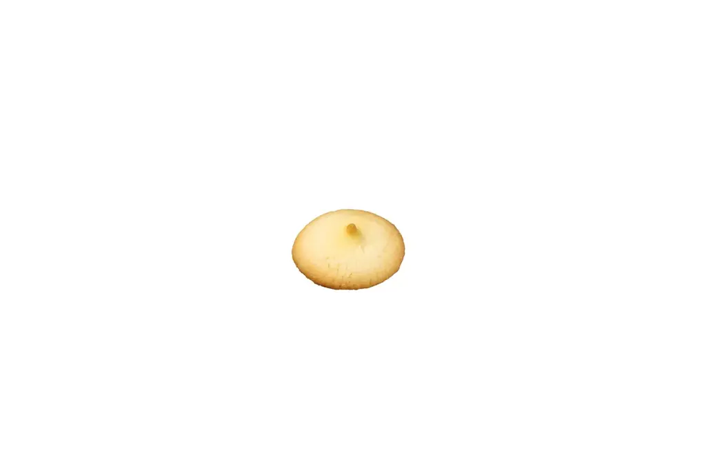 お月見シリーズに焼き菓子が初登場！2026年 ゴディバ秋季限定 焼き菓子 画像 10