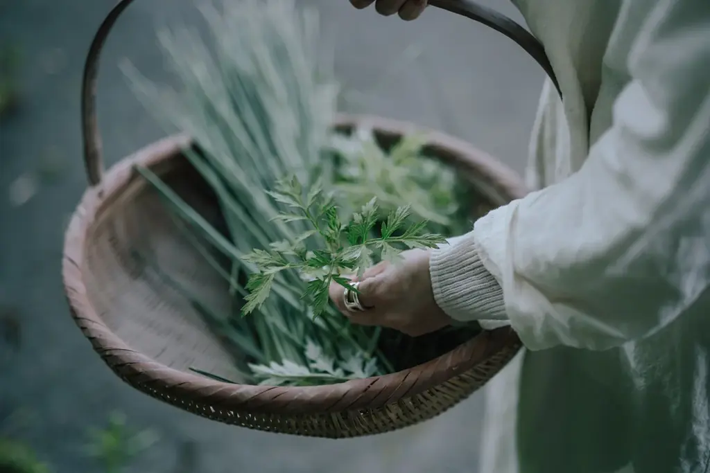 【庭のハーブを、自宅で蒸留】植物蒸留を身近にする家庭用植物蒸留器「SOMA（ソーマ）」誕生 画像 3