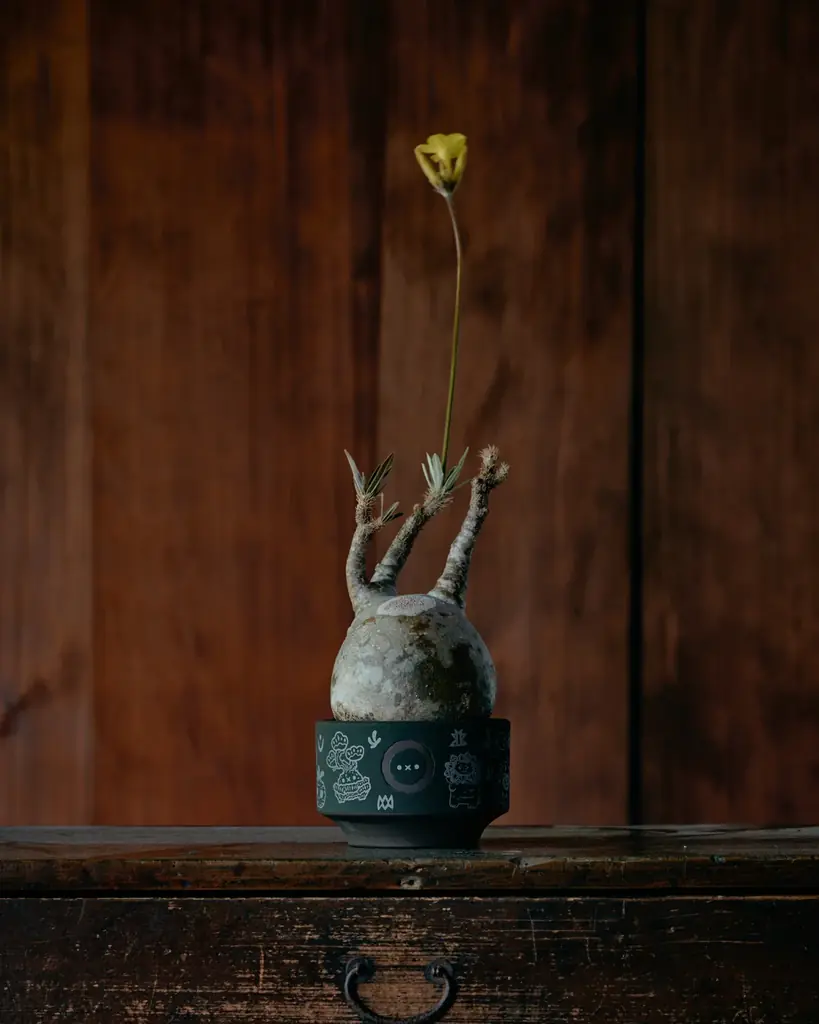 京都のギャラリーカフェ「藝術喫茶いとゆふ」にて、台湾の陶芸家 ROBIN HUANG 個展『植物文明 ― 京都』を開催 画像 12