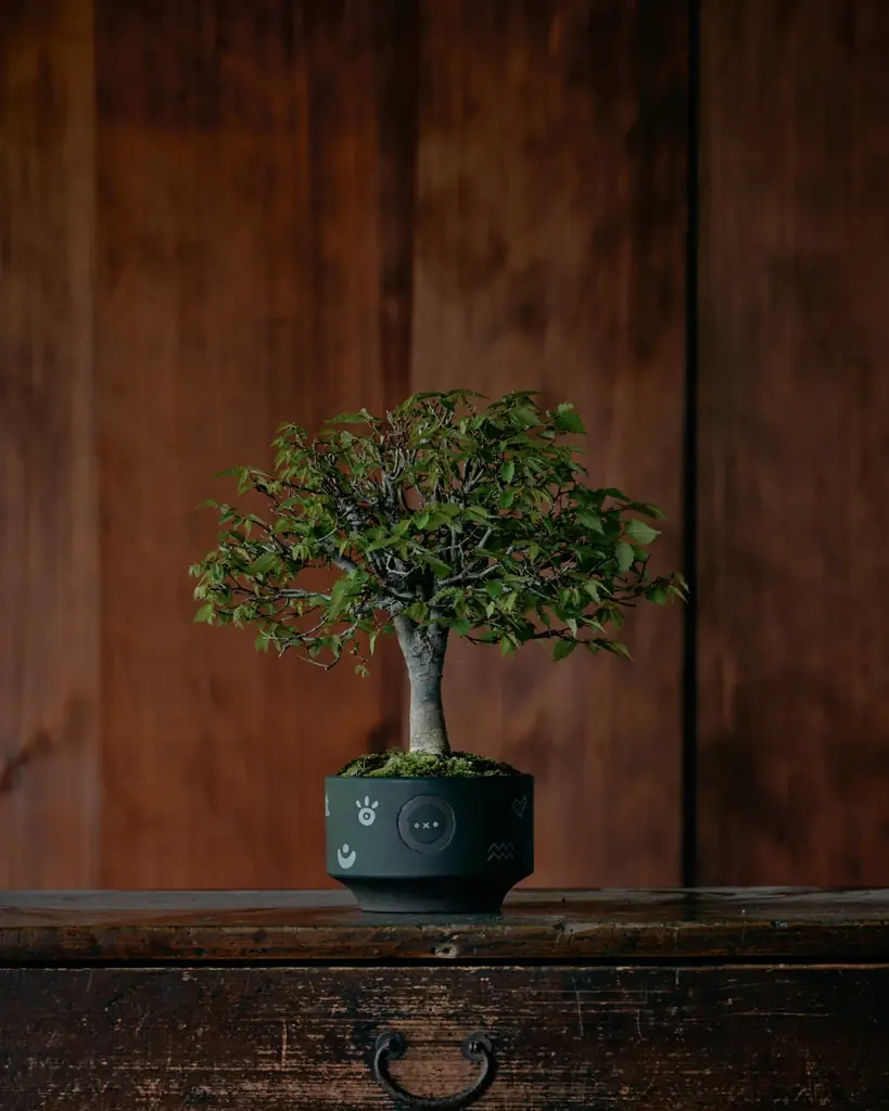 京都のギャラリーカフェ「藝術喫茶いとゆふ」にて、台湾の陶芸家 ROBIN HUANG 個展『植物文明 ― 京都』を開催 画像 13