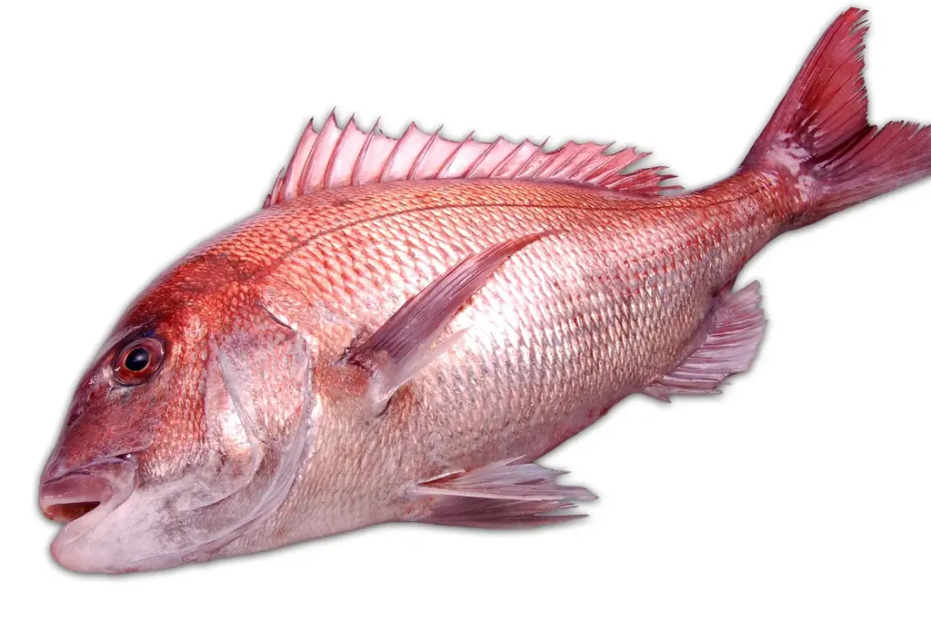 【角上魚類】鶴ヶ島店が8月20日（木）ついにグランドオープン！「まぐろたっぷりお得盛」や「中とろ入り寿司盛合せ」など名物商品をオープン特別価格で提供する4日間限定の「開店記念セール」開催！ 画像 18
