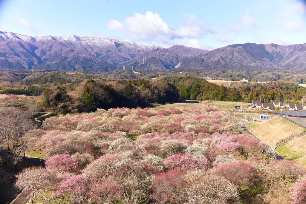 三重県いなべ市・鈴鹿山脈の絶景を望む「宿泊」「体験」「食」の機能を備えた公園『いなべ市梅林公園 あわい』2026年9月4日グランドオープン 画像 11