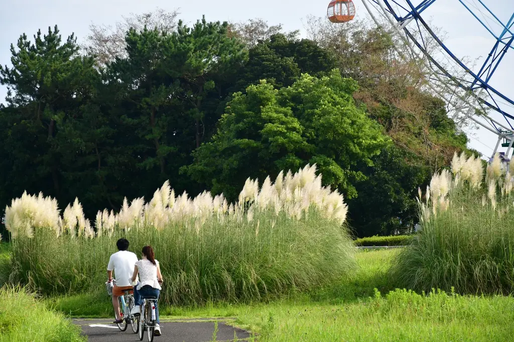 パンパスグラスの花穂が出始めました。（国営ひたち海浜公園） 画像 3