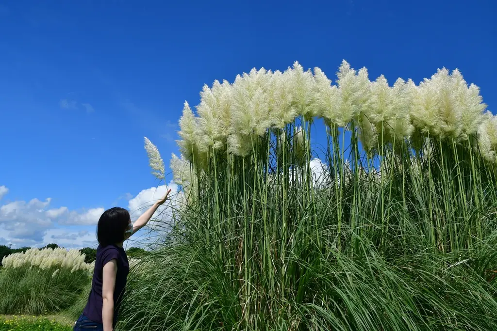 パンパスグラスの花穂が出始めました。（国営ひたち海浜公園） 画像 4