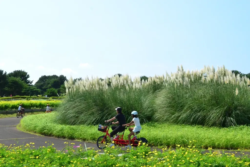 パンパスグラスの花穂が出始めました。（国営ひたち海浜公園） 画像 5