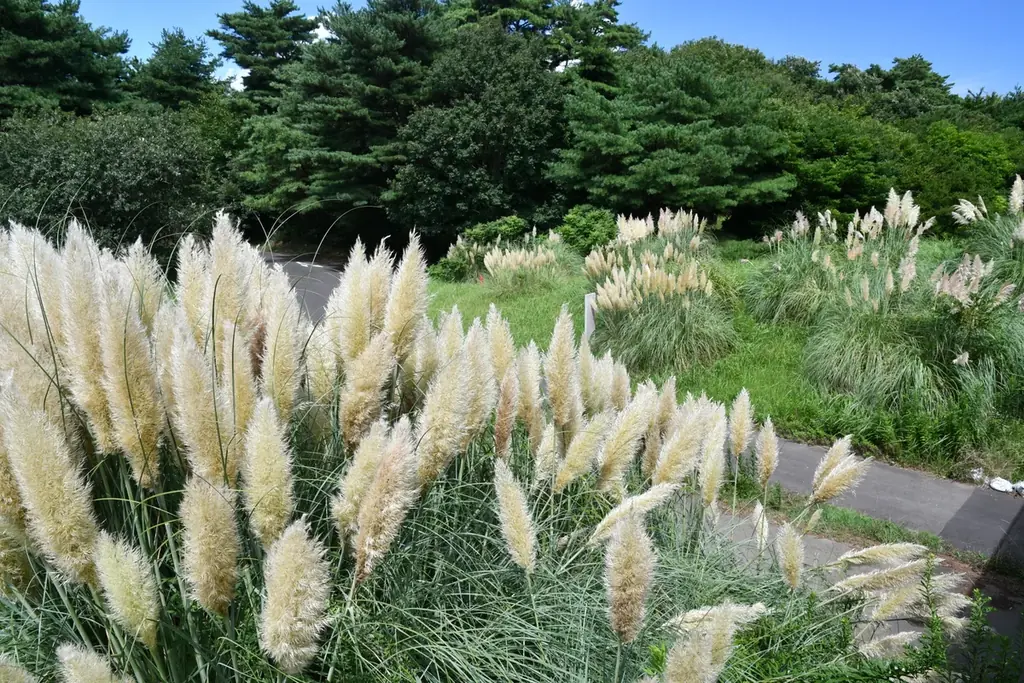パンパスグラスの花穂が出始めました。（国営ひたち海浜公園） 画像 6