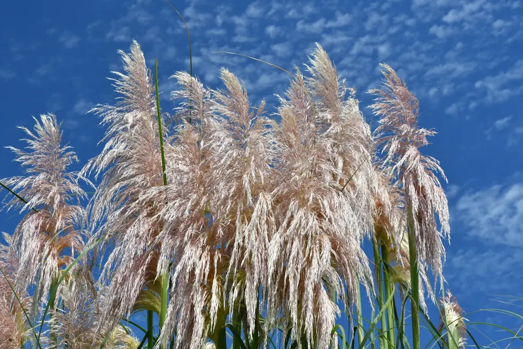 パンパスグラスの花穂が出始めました。（国営ひたち海浜公園） 画像 7