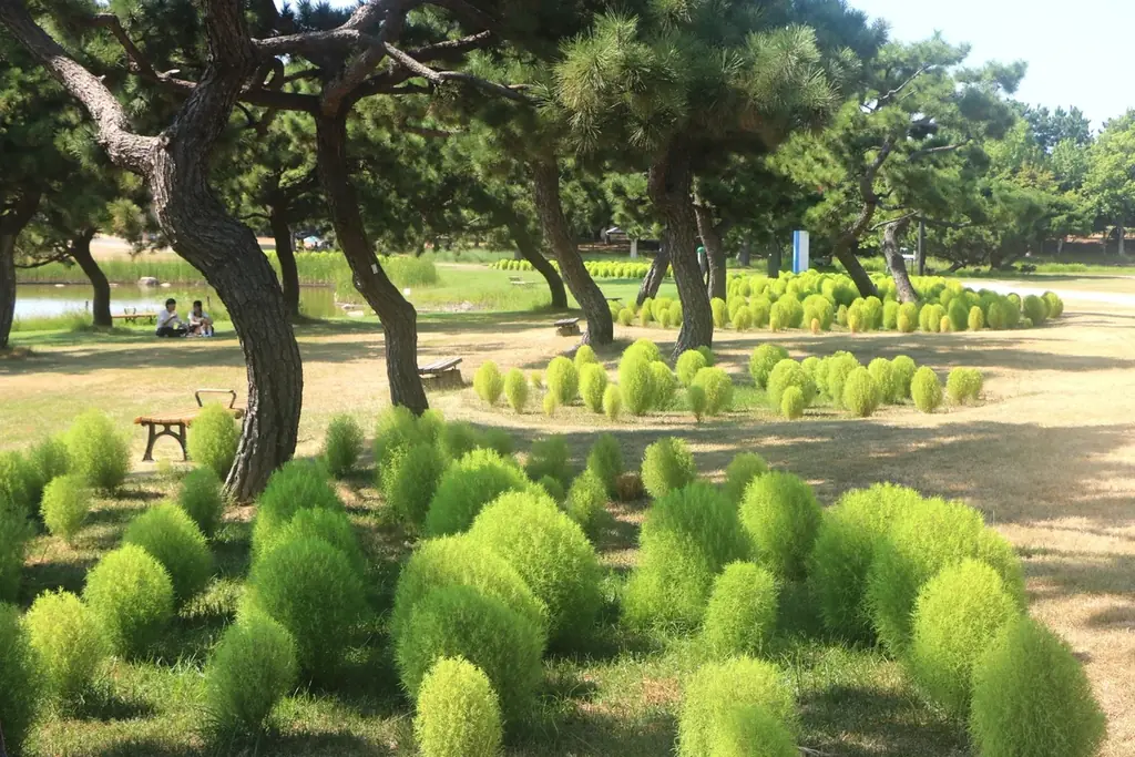 グリーンコキア見頃（国営海の中道海浜公園） 画像 2