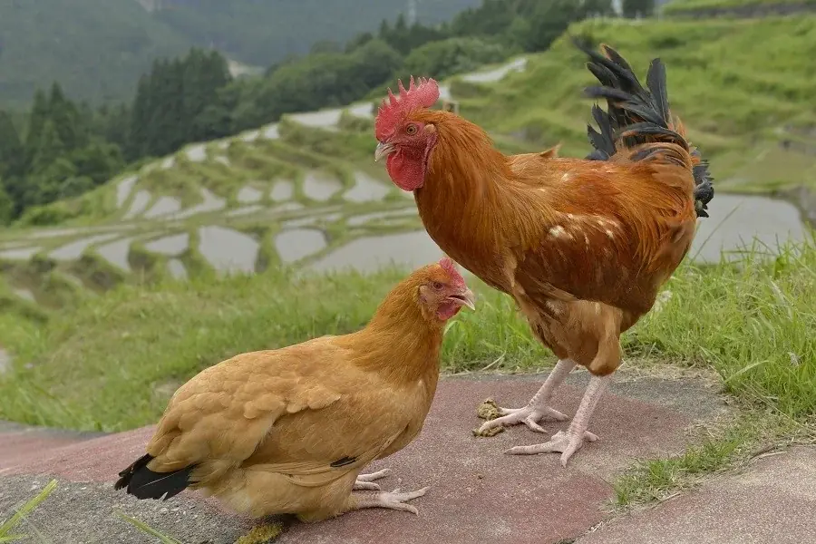 世界遺産・熊野古道から夏の秘境・秋の味覚まで！東紀州の「夏秋おすすめスポット＆絶品グルメ」のご案内 画像 10