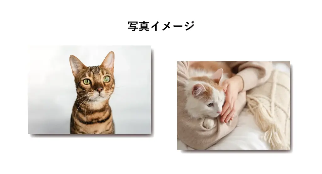 あなたの愛猫が本に載るかも！「ねこ愛」あふれる写真を9月6日まで募集中。みんなの「ねこ愛」を集めた『ねこいちゃ本（仮）』を12月12日に発売！売上の一部は保護猫活動へ。 画像 2