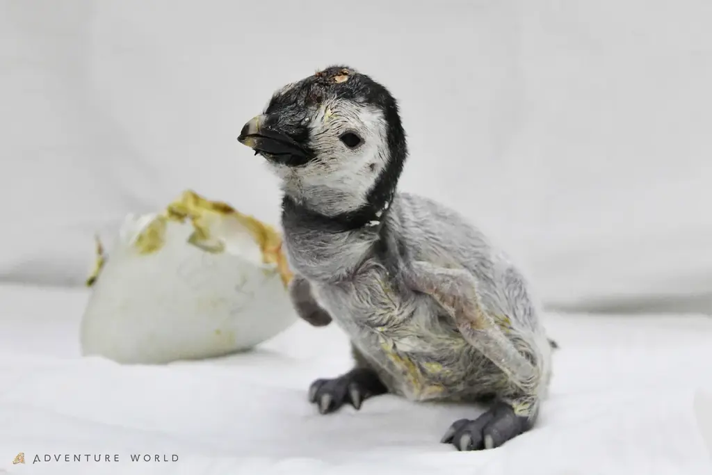 コウテイペンギンのこども「よよちゃん」が、１歳を迎えます！絶滅危惧種の小さないのちが、皆様に見守られ成長した３６５日の記録 〜１歳の誕生日を祝う特別イベントを開催！～ 画像 2