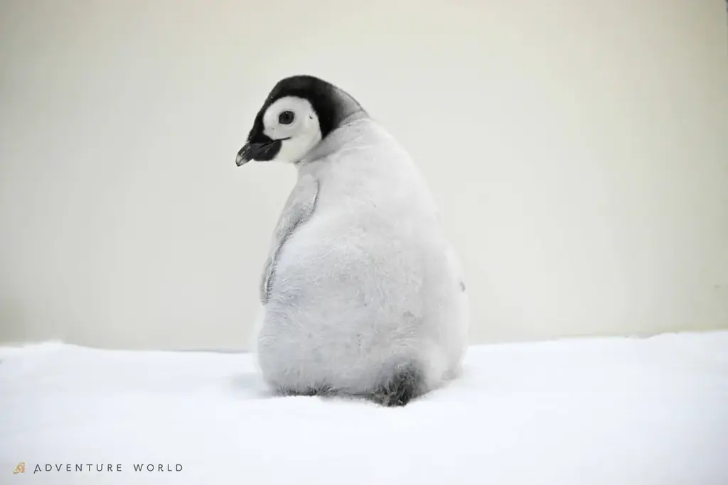 コウテイペンギンのこども「よよちゃん」が、１歳を迎えます！絶滅危惧種の小さないのちが、皆様に見守られ成長した３６５日の記録 〜１歳の誕生日を祝う特別イベントを開催！～ 画像 3