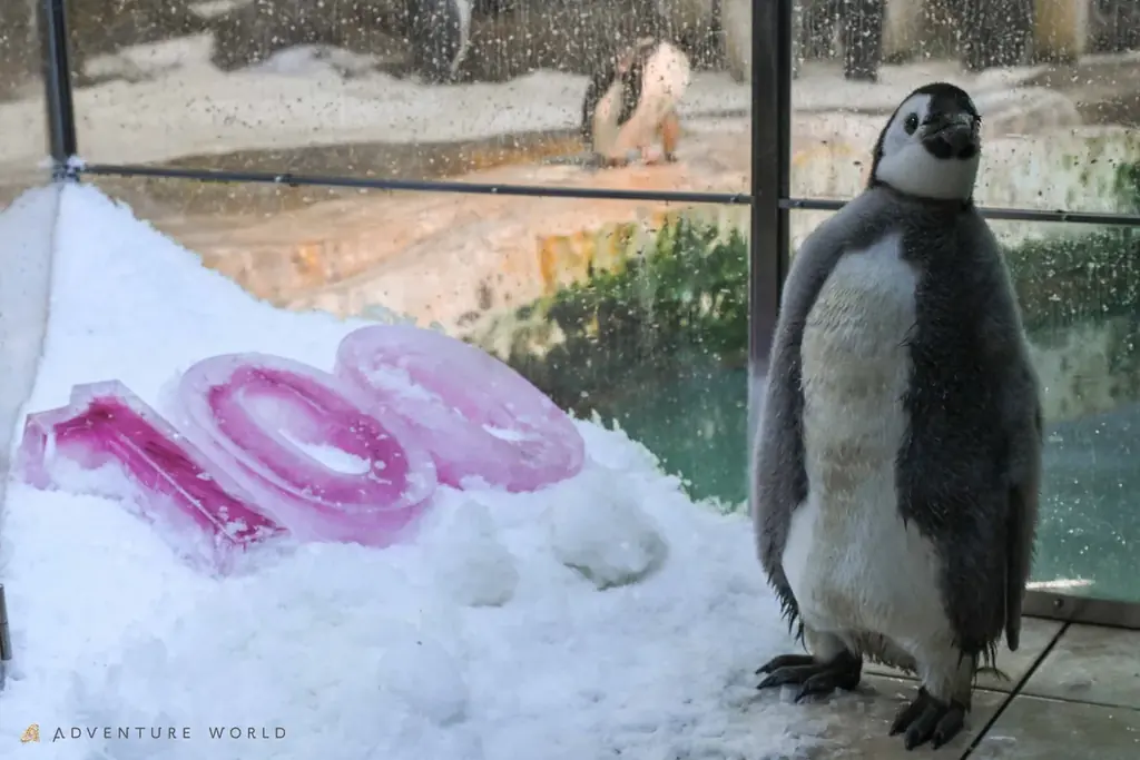コウテイペンギンのこども「よよちゃん」が、１歳を迎えます！絶滅危惧種の小さないのちが、皆様に見守られ成長した３６５日の記録 〜１歳の誕生日を祝う特別イベントを開催！～ 画像 4