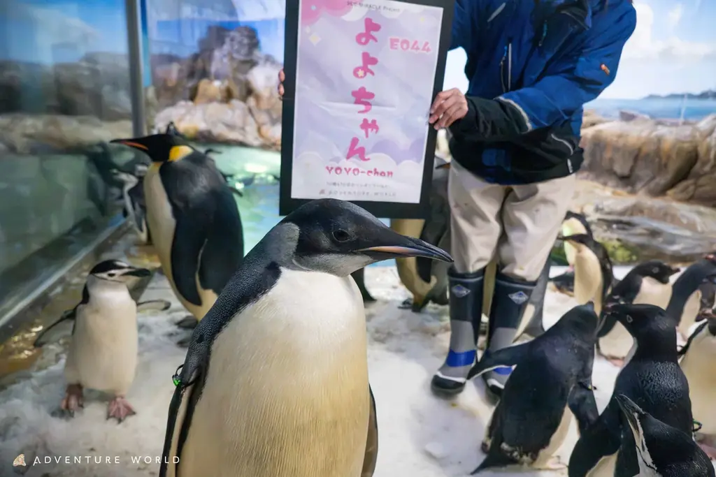 コウテイペンギンのこども「よよちゃん」が、１歳を迎えます！絶滅危惧種の小さないのちが、皆様に見守られ成長した３６５日の記録 〜１歳の誕生日を祝う特別イベントを開催！～ 画像 6