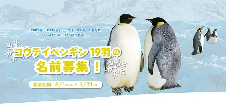 コウテイペンギンのこども「よよちゃん」が、１歳を迎えます！絶滅危惧種の小さないのちが、皆様に見守られ成長した３６５日の記録 〜１歳の誕生日を祝う特別イベントを開催！～ 画像 8