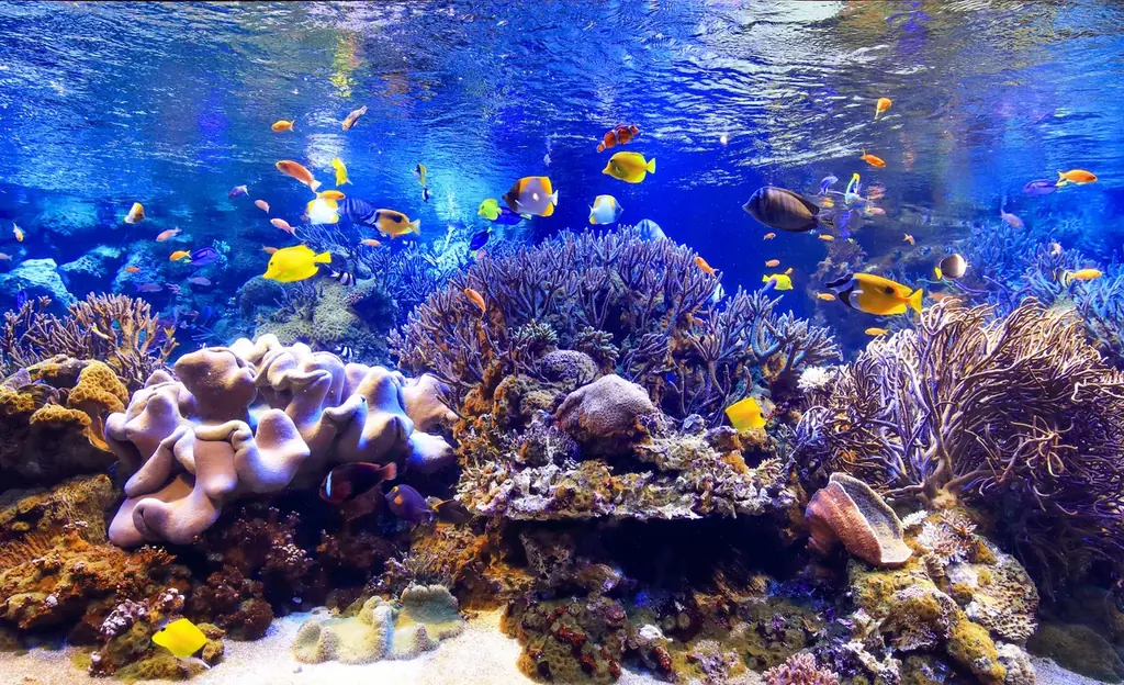 【三重・鳥羽旅館組合×鳥羽水族館】冬の夜の水族館を貸し切り！宿泊者限定「ナイトアクアリウム」12月開催決定！ 画像 1