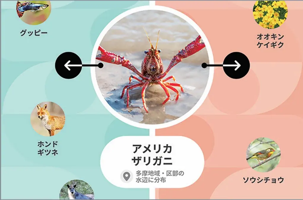 2026 秋の企画展「デジタルでみる 東京自然いきもの展」 画像 6