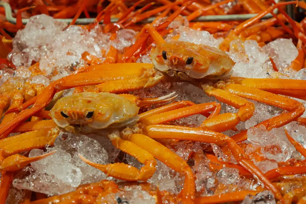 境港で初水揚げ！ベニズワイガニ411箱、紅の季節到来