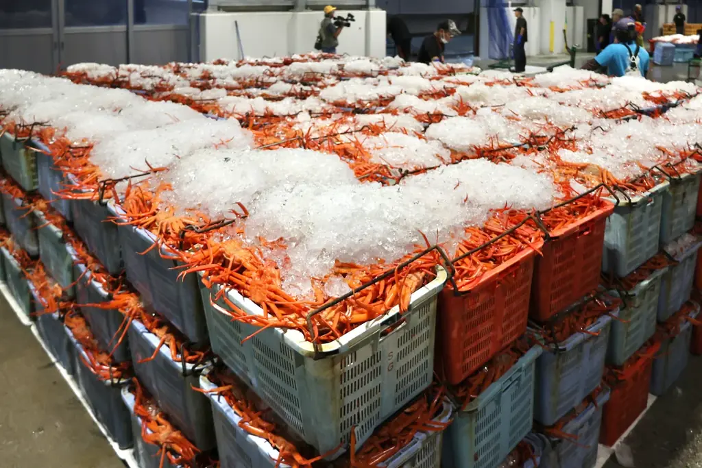 初水揚げ 14.8トン～境港に今シーズン初のベニズワイガニ！、岸壁に鮮やかな“紅”がずらり　“蟹取県”のカニシーズン本番到来 画像 2