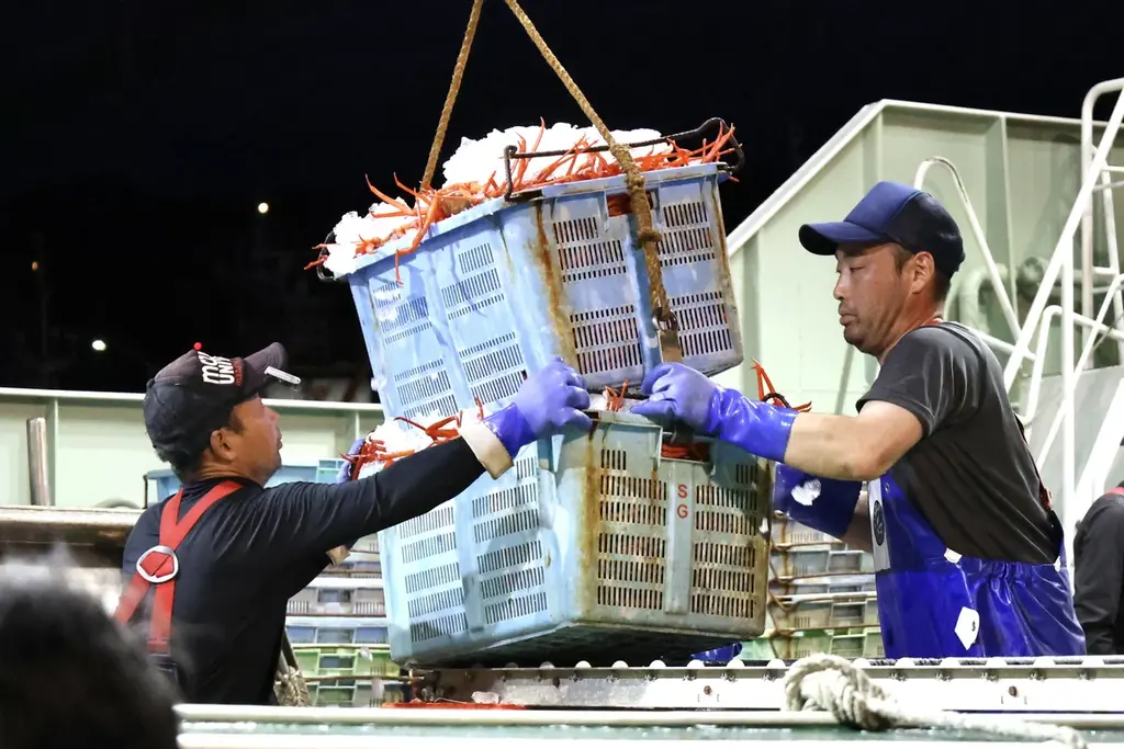 初水揚げ 14.8トン～境港に今シーズン初のベニズワイガニ！、岸壁に鮮やかな“紅”がずらり　“蟹取県”のカニシーズン本番到来 画像 4