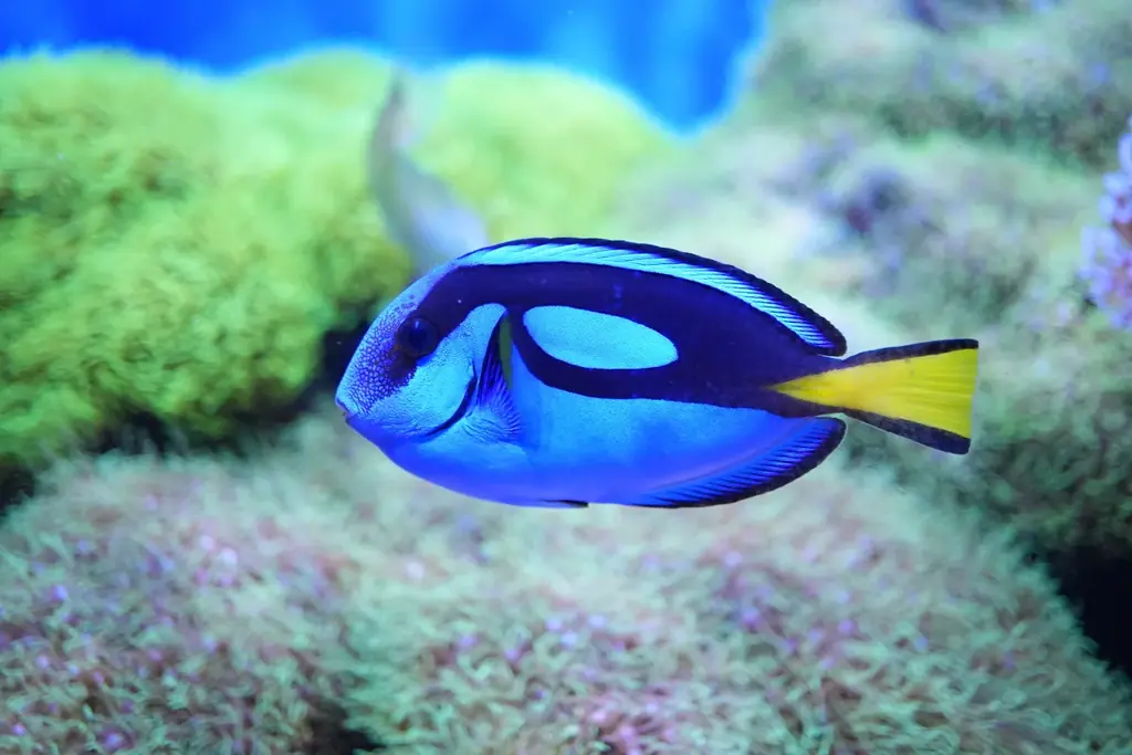 座間味村の海を再現!!～期間限定の水槽展示～【広島もとまち水族館】 画像 2
