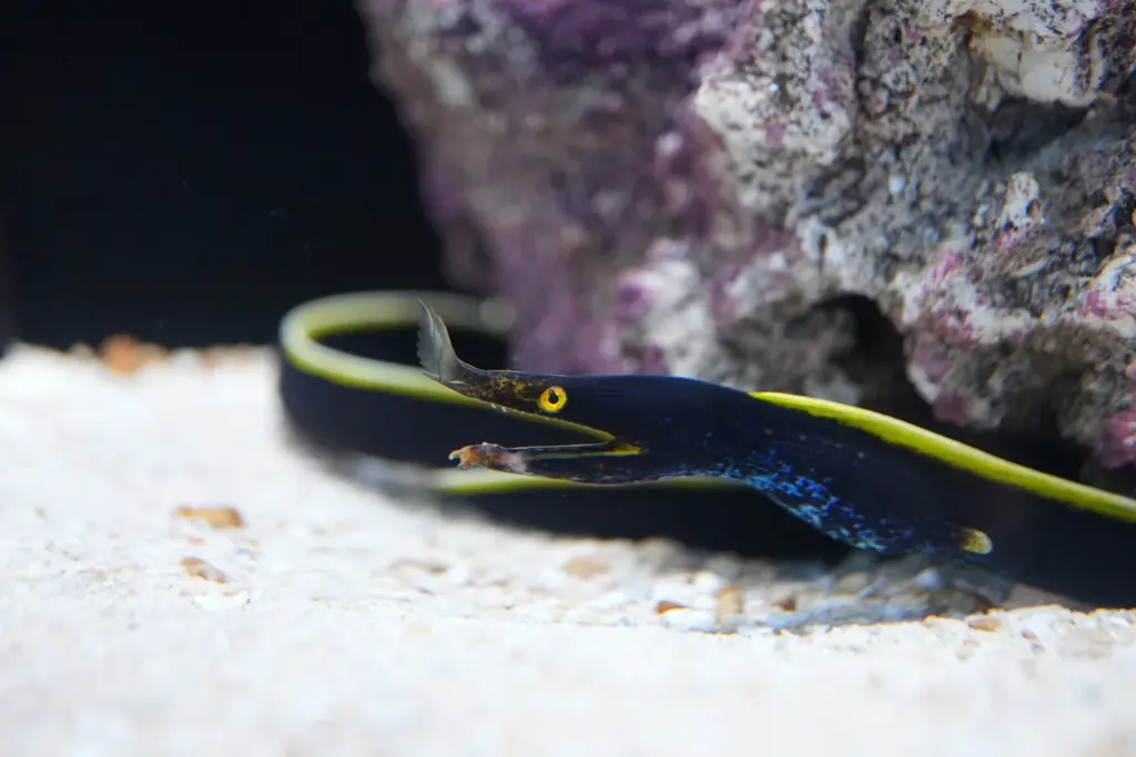 座間味村の海を再現!!～期間限定の水槽展示～【広島もとまち水族館】 画像 3