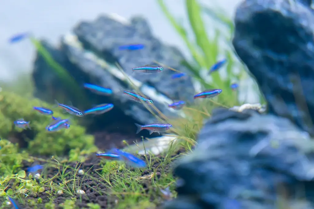 座間味村の海を再現!!～期間限定の水槽展示～【広島もとまち水族館】 画像 7