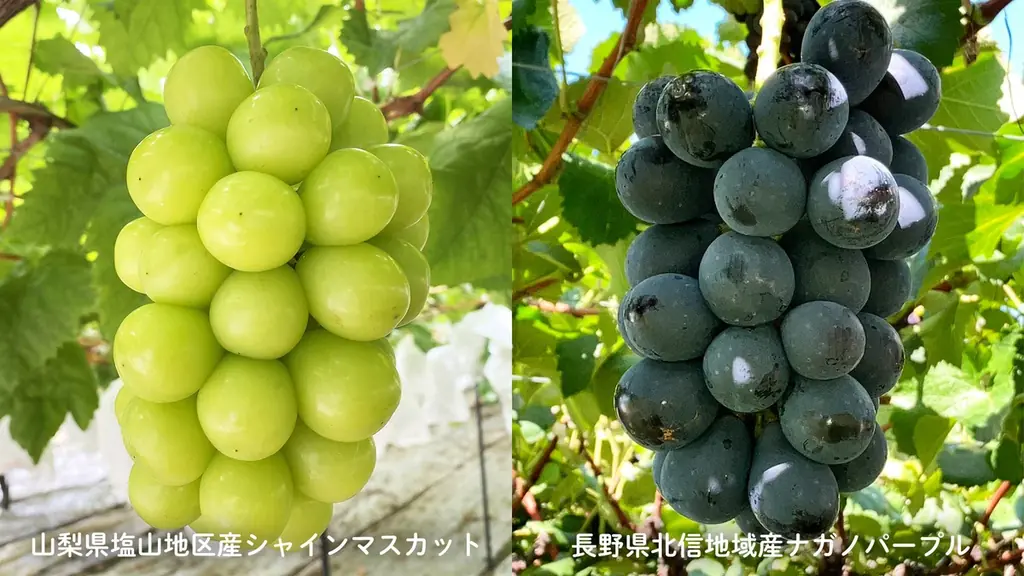 【至福のロールケーキ】「果匠とびくま」から、シャインマスカット・ナガノパープルを贅沢に使用した限定スイーツが登場！ 画像 3