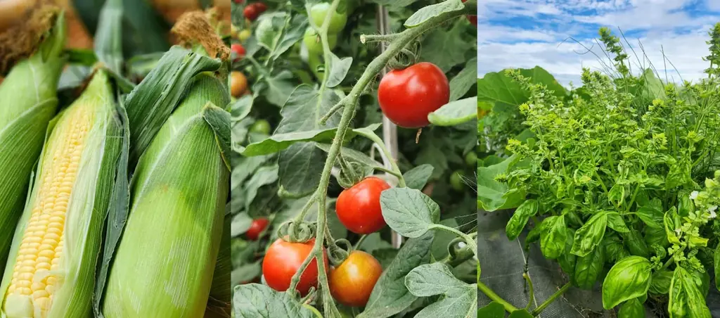 9月19日開始｜丘珠産の夏野菜パン2種を限定販売