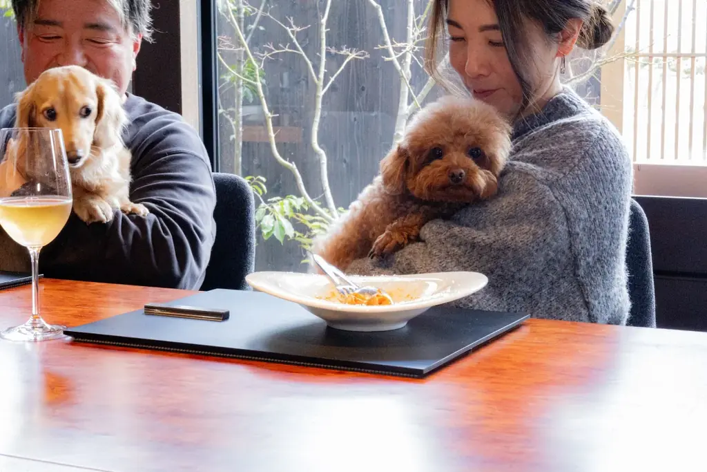 「愛犬中心の旅」に、飼い主の至福の休息を。愛犬を見守りながら整う、専用サウナ付き  ヴィラが京都・天橋立に誕生 画像 15